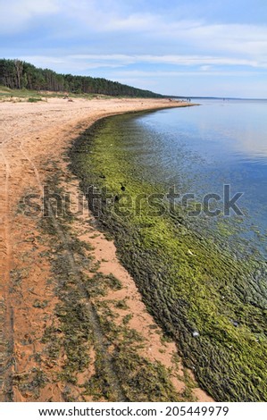 Baltic beach covered with rotten algae. Baltic sea coast, Saulkrasti, Latvia