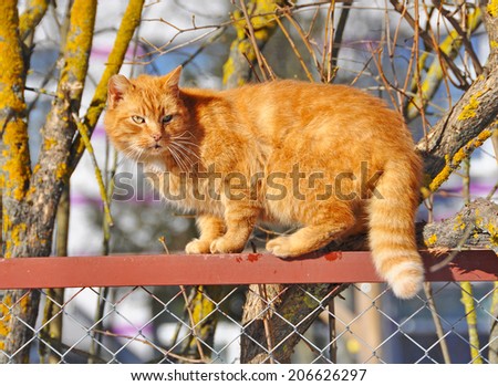 Cute pet red cat sitting on the fence and looking around