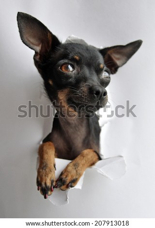 Toy terrier dog in paper side torn hole isolated on white