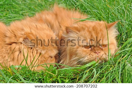 Two funny red cats lying in the green grass and stare at each other.