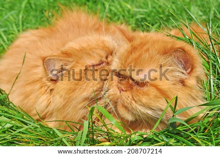 Two funny red cats lying in the green grass. One cat kisses another