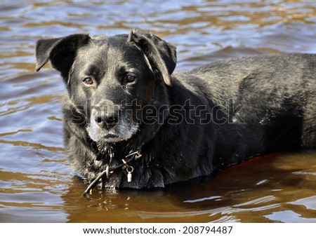 ?n old black dog is bathed in water. The dog is very hot.