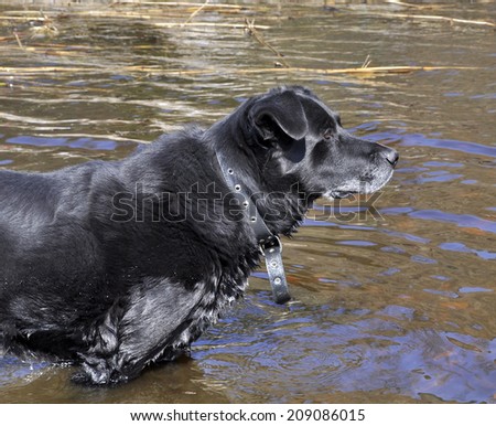 old black dog is bathed in water. The dog is very hot.