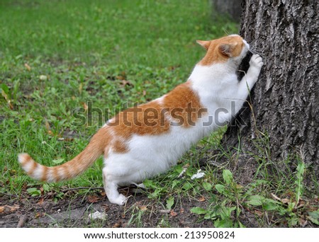 cat scratching nails on tree