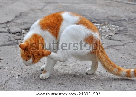 Outdoor orange cat scratching fleas in yard