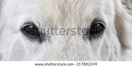 White Shepherd Dog eyes