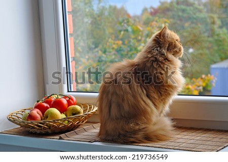 Ginger cat sitting on the windowsill near the apple orchard and looks out the window.