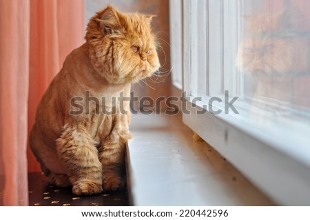 Red grooming cat is sitting next to the window. Cat looking out the window and dreaming.