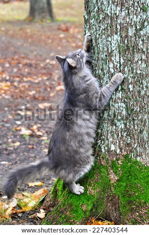 cat sharpening its claws on a tree cat scratching nails on tree