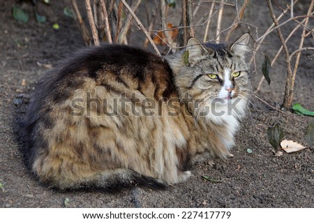 tabby cat outside