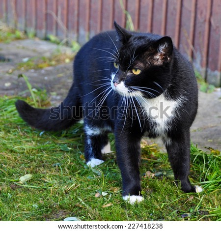 Aggressive black cat, black and white cat in warning position, outdoor