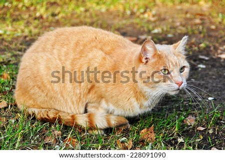 red cat, sand color