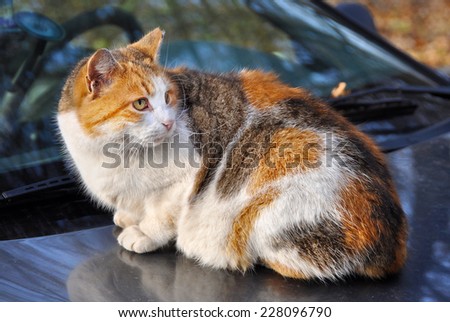 adult spotted multicolor cats. A cat sits on the roof of the car