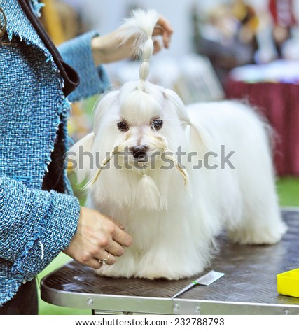 grooming dog The Maltese is a small breed of dog in the Toy Group. It descends from dogs originating in the Central Mediterranean Area. The coat is long and silky and lacks an undercoat.