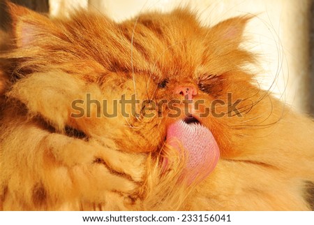 Cute red Persian cat portrait with big orange eyes. Cat licking paw washes