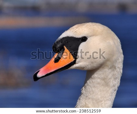 white Swan portrait. Swans, genus Cygnus, are birds of the family Anatidae, which also includes geese and ducks.The Northern Hemisphere species of swan have pure white plumage.