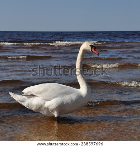 White Swan swimming at sea. Swans, genus Cygnus, are birds of the family Anatidae, which also includes geese and ducks.The Northern Hemisphere species of swan have pure white plumage.