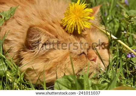 funny cat and dandelion flower