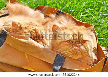 red funny cats in a bag