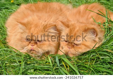 Two funny  cats in the green grass