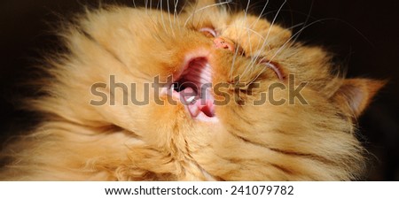funny cat open widely mouth