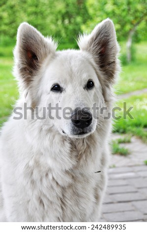 big white sheep dog like the polar bear