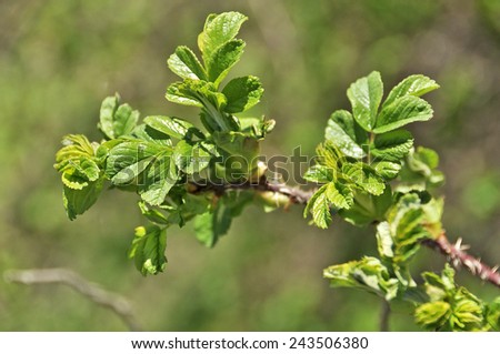 Wild rose branch, spring. Young green leaves on a branch of wild rose on a green grass background