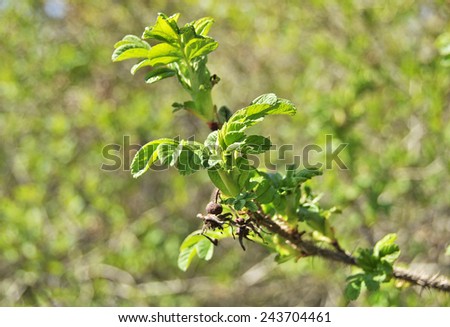 Wild rose branch, spring. Young green leaves on a branch of wild rose on a green grass background