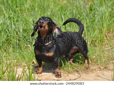 dog barks. Dachshund stands on a green background on the grass. Color fees is tan.