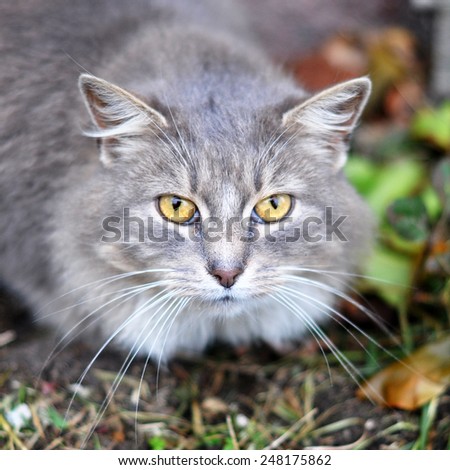gray cat with clever unhappy eyes