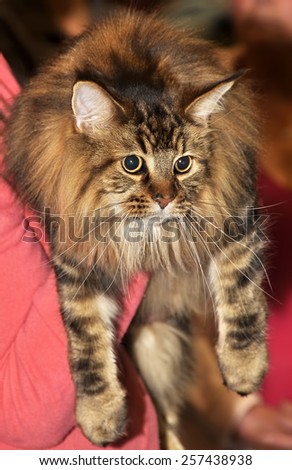 The Maine Coon cat, also known as American Longhair. It is one of the oldest natural breeds in North America, specifically native to the state of Maine.