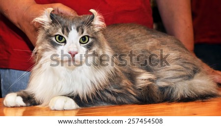 American Curl is a breed of cat characterized by its unusual ears, which curl back from the face toward the center of the back of the skull.