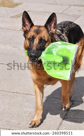 Shepherd dog holding a shovel in his mouth for debris removal