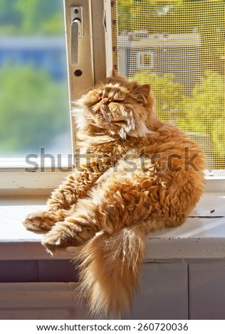 funny cat resting in a funny pose on a window