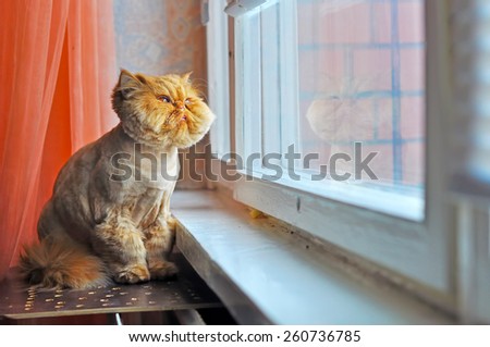 Red cat is sitting next to the window. Cat looking out the window and dreaming.