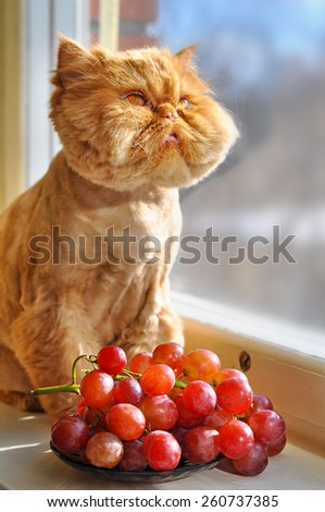 cat Persian breed grooming. Cat and grapes