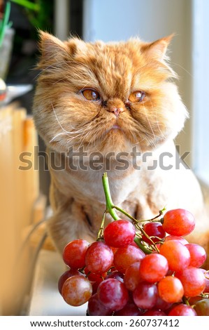 cat Persian breed grooming. Cat and grapes
