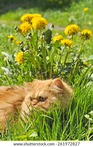 funny red cat lying on the grass in the dandelions flowers