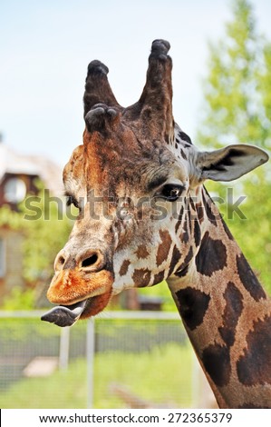 Giraffe sticking his tongue out