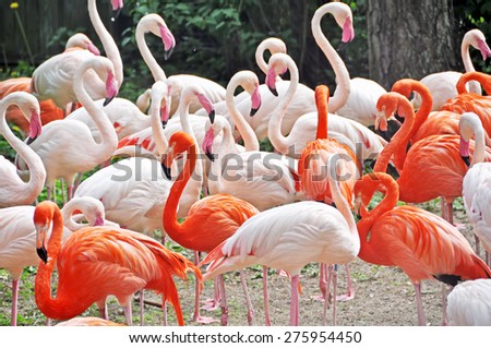 Pink flamingos against green background in Riga zoological garden