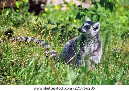 lemur smelling a flower