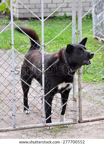 Dog barking through the fence.