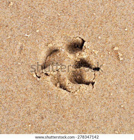 dog footprint in the sand