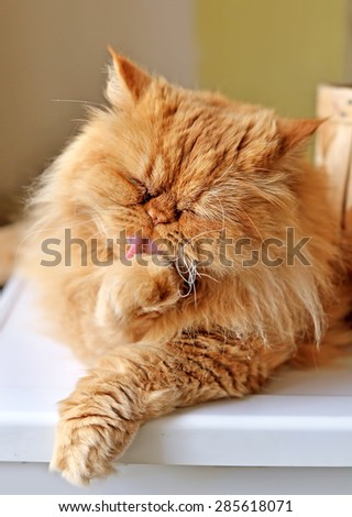 Funny red cat washing its paw