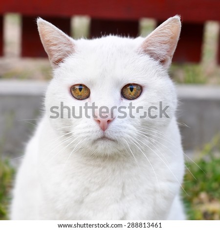 sad cat with unusual magically beautiful yellow amber eyes