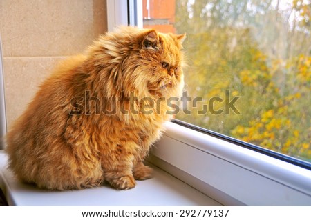 fat cat sitting on a windowsill and looking out the window