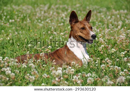 brindle Basenji dog  in a field with flowers of clover
