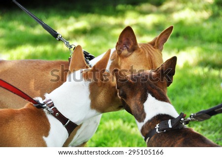 three red basenji dogs sniffing each other in the nose