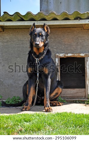 big Beauceron dog in the booth ( dog house )