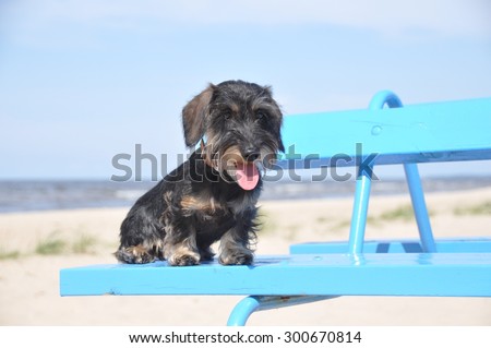 dachshund dog on the sea sitting on the benchdachshund dog on the sea sitting on the bench